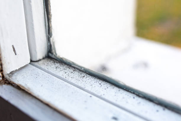 Best Mold Prevention Services  in Cameron, TX